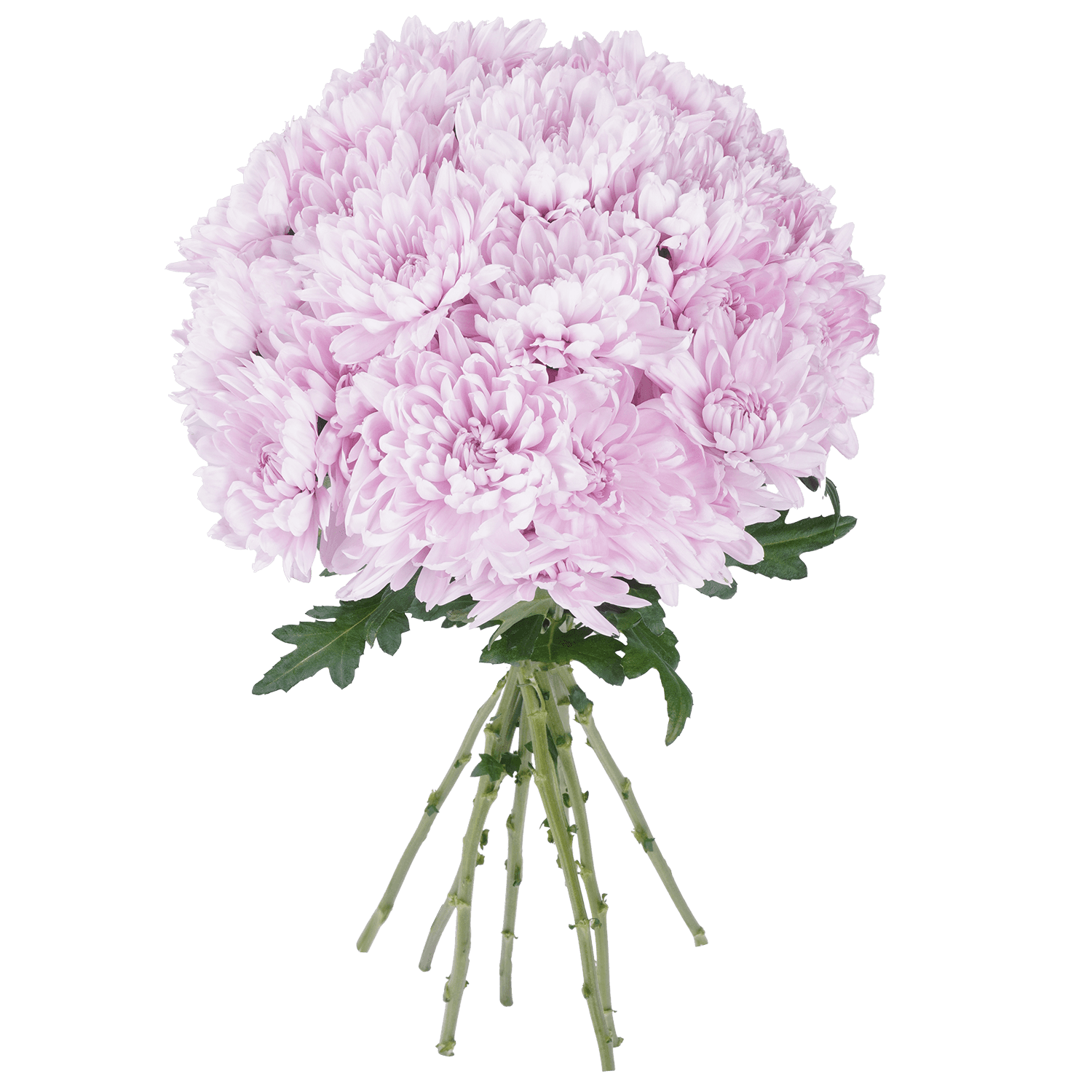 Pompon Cushion Botanika Dotan Lavenver Select