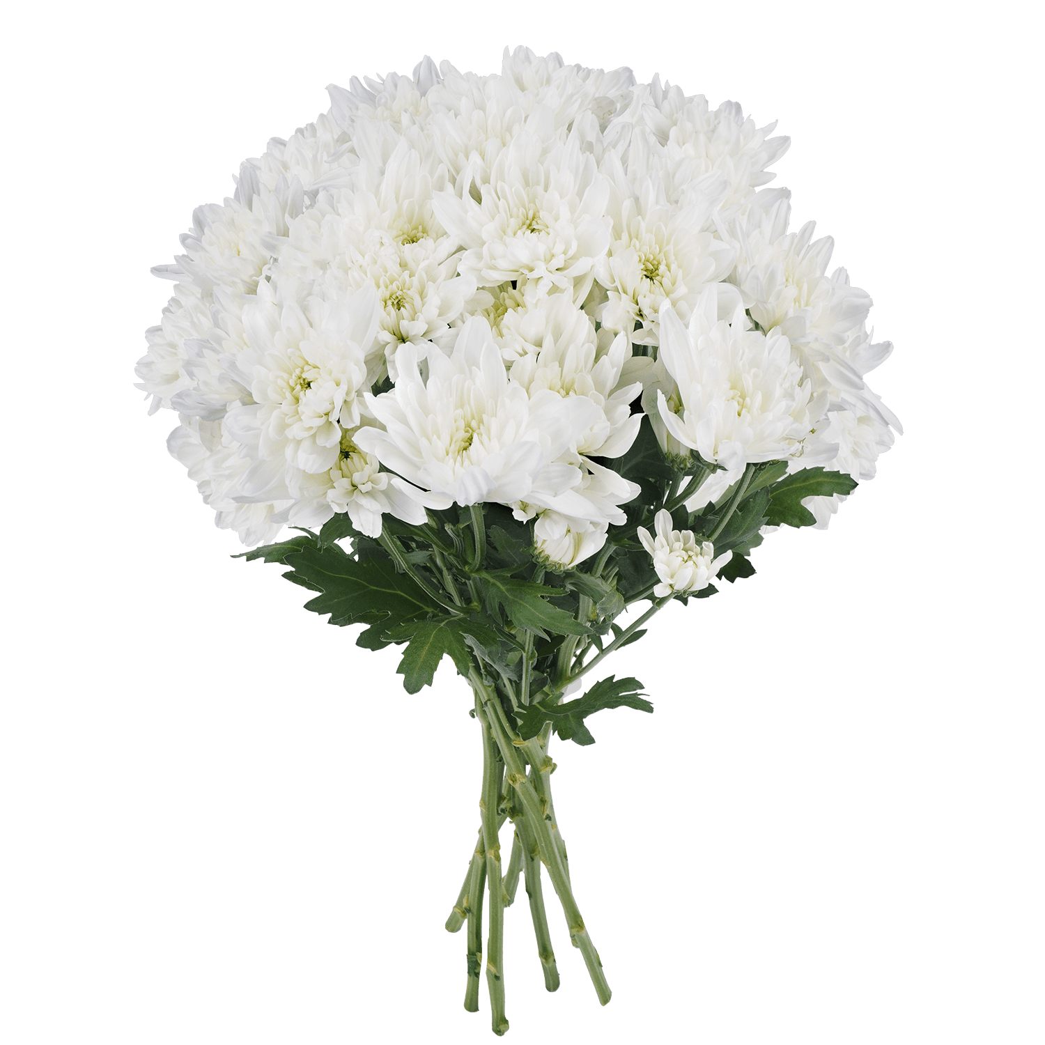 Pompon Cushion Botanika Zembla White Select