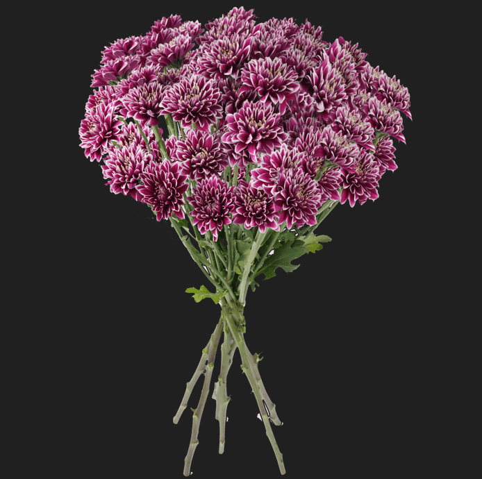 Pompon Daisy Botanika Amethyst Dark Red Bronze Select