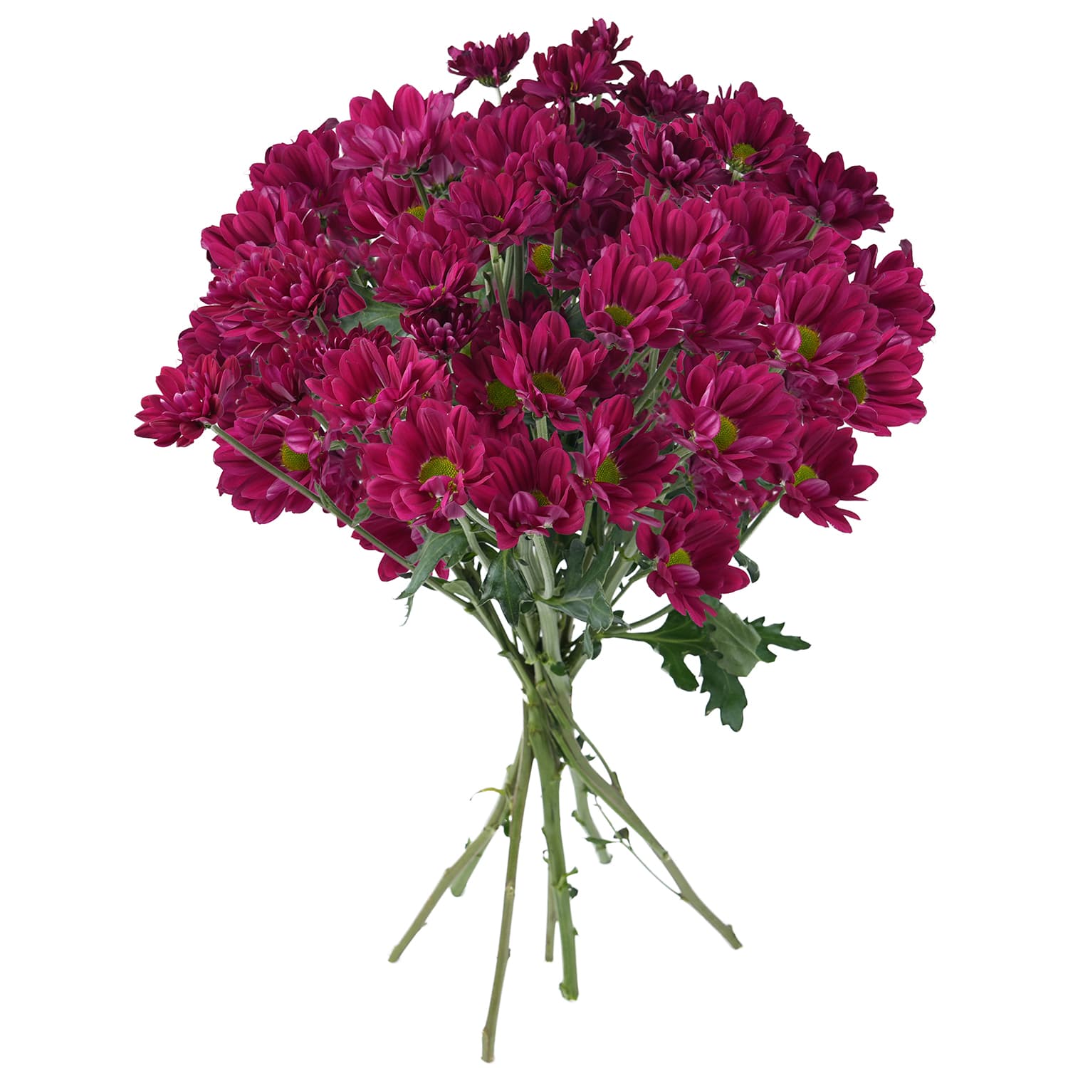 Pompon Daisy Botanika Morandi Purple Select