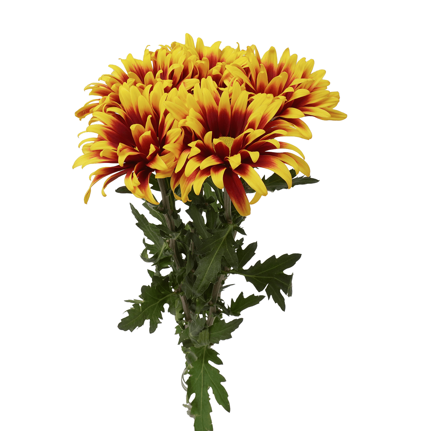 Pompon Daisy Botanika Nandi Bronze Select