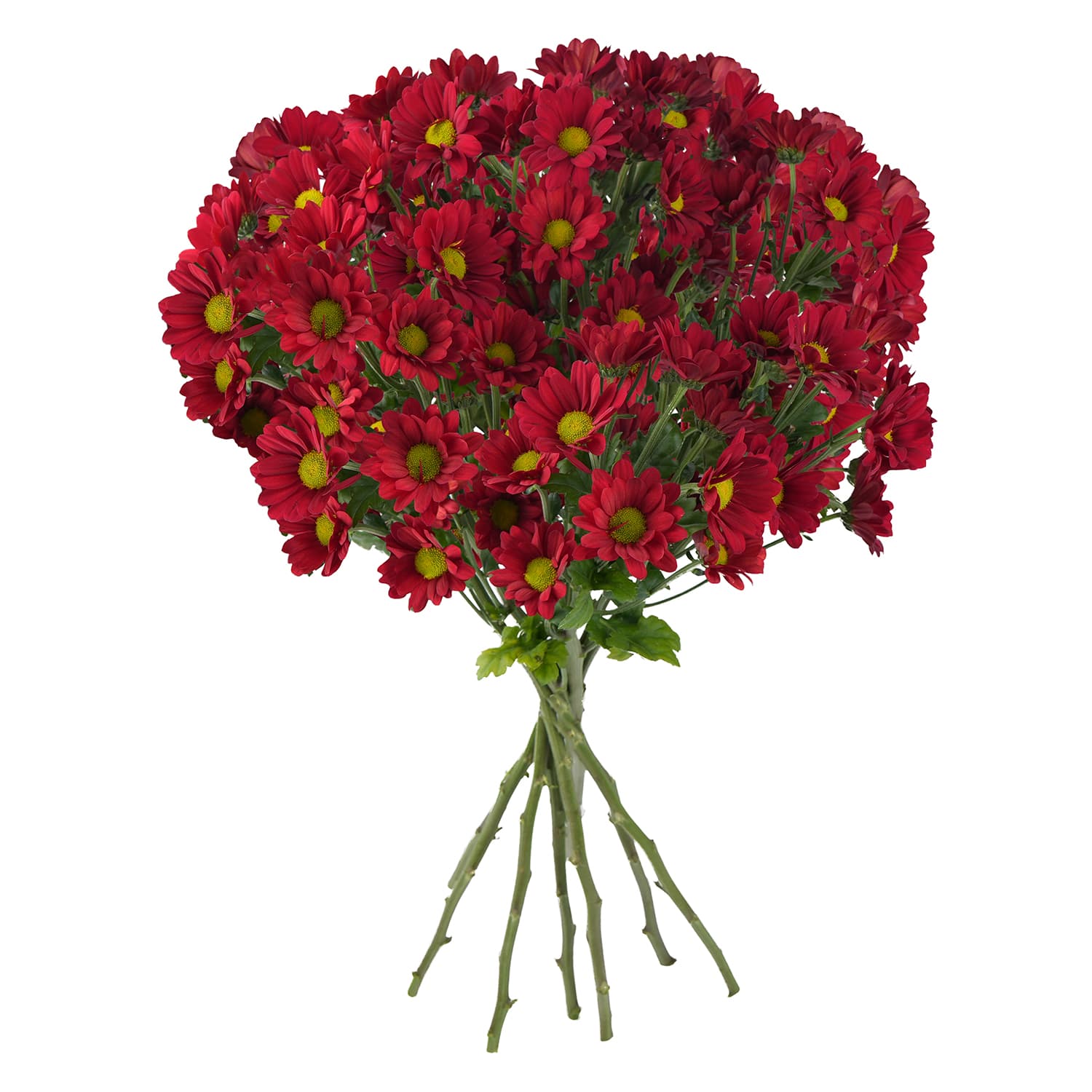 Pompon Daisy Botanika Valentino Red Select