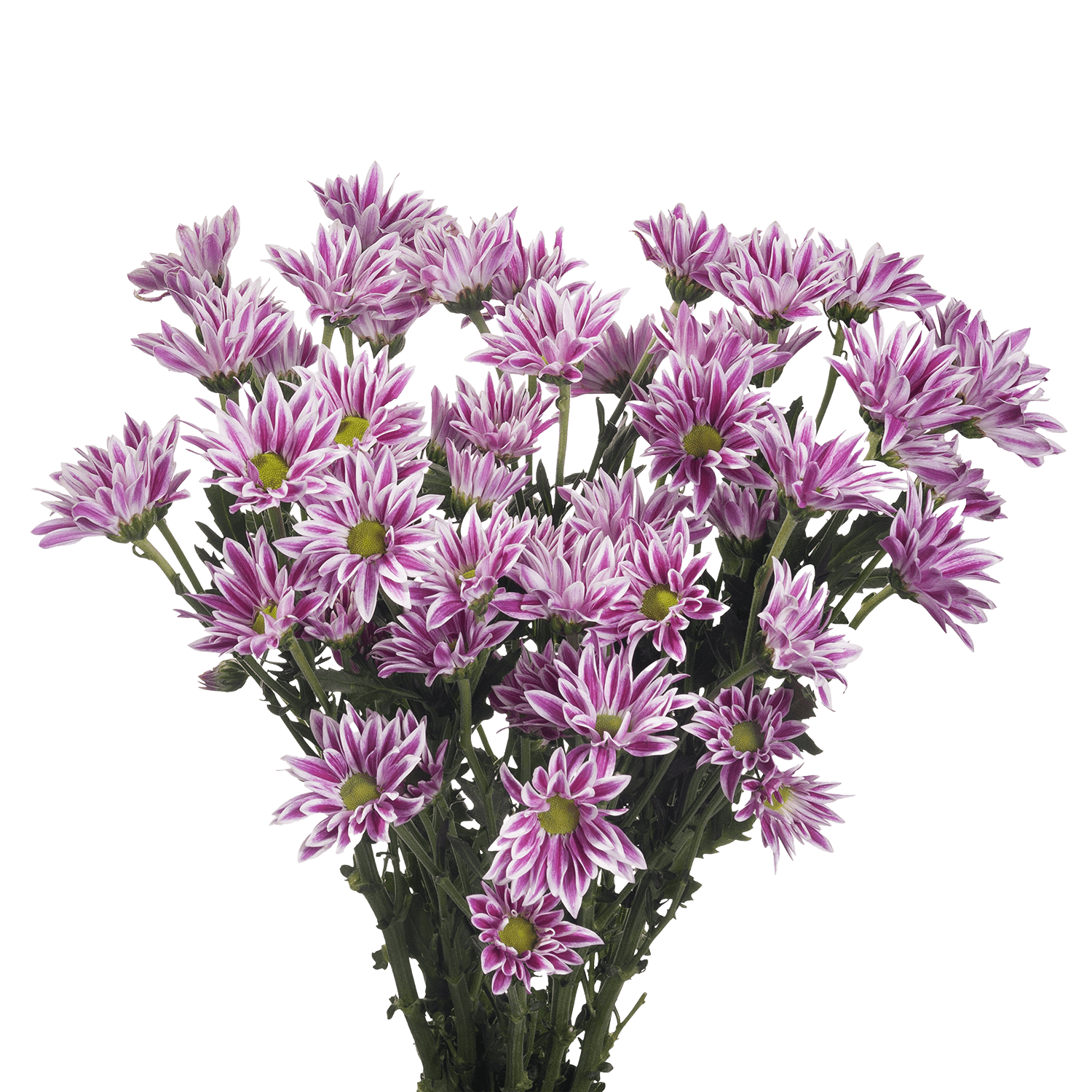 Pompon Novelty Botanika Cirque Dark Purple Select