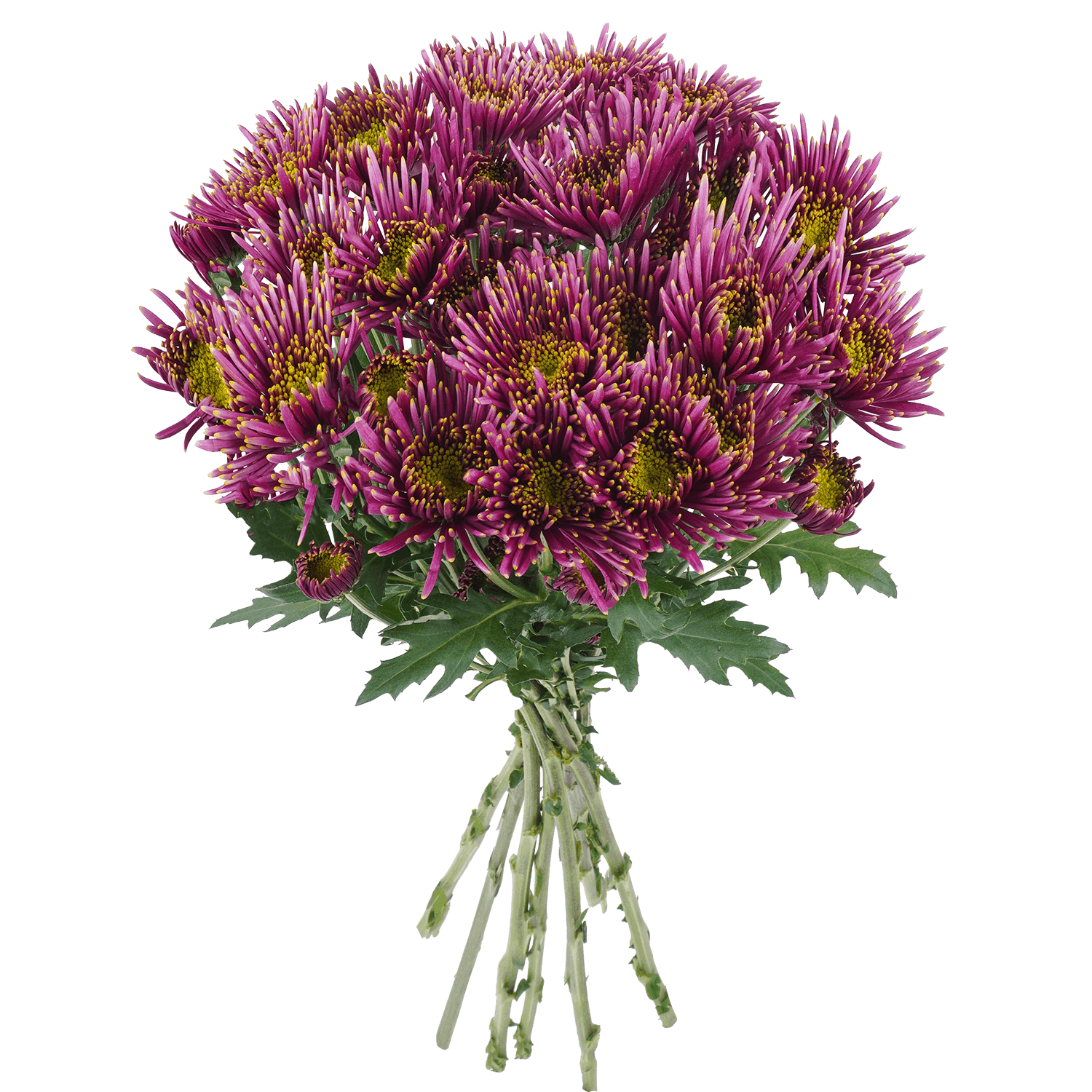 Pompon Novelty Botanika Silvana Purple Select