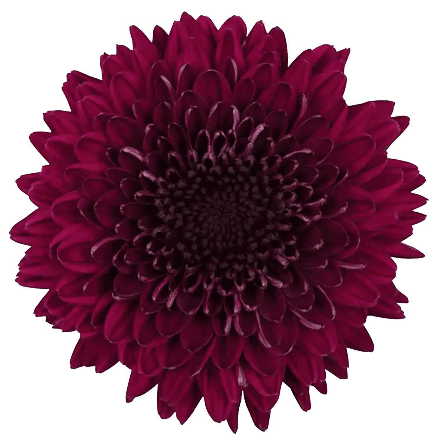 Mum Cremon Botanika Gaviria Burgundy Select