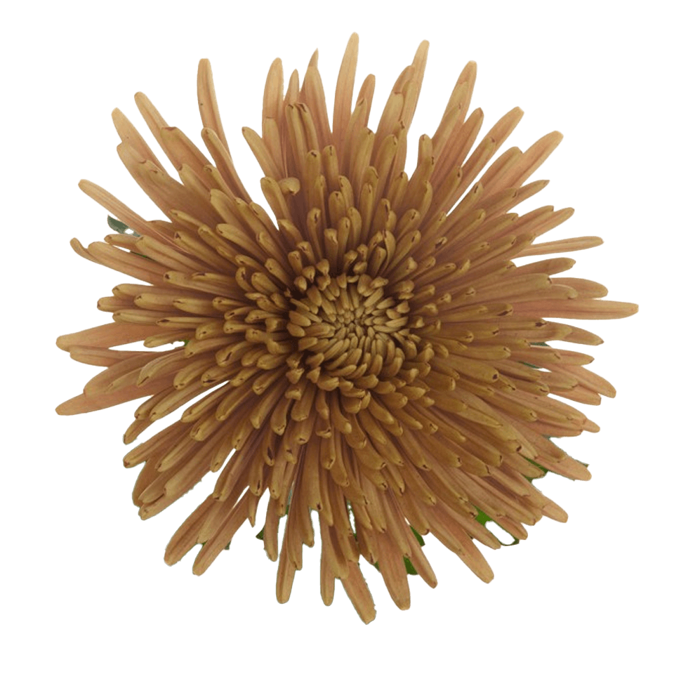 Mum Spider Botanika Chewbacca Bronze Select