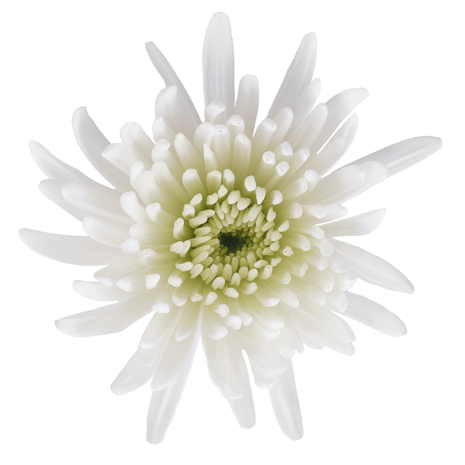 Mum Spider Botanika Topspin White Select