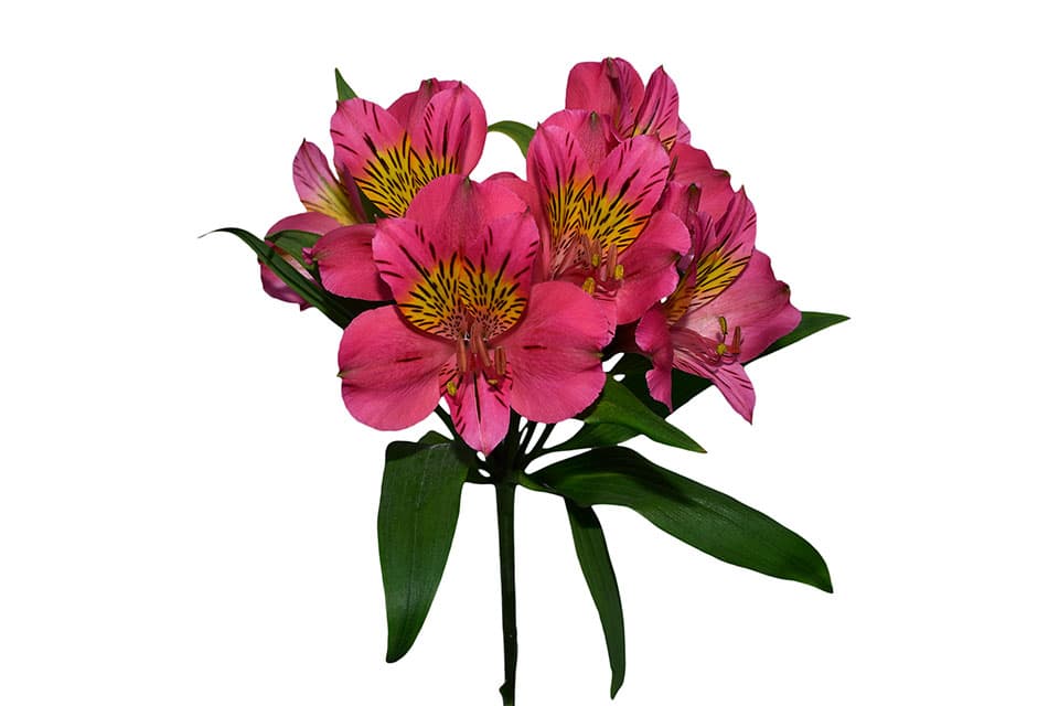 Alstroemeria Amposta Wayuu Hot Pink Select