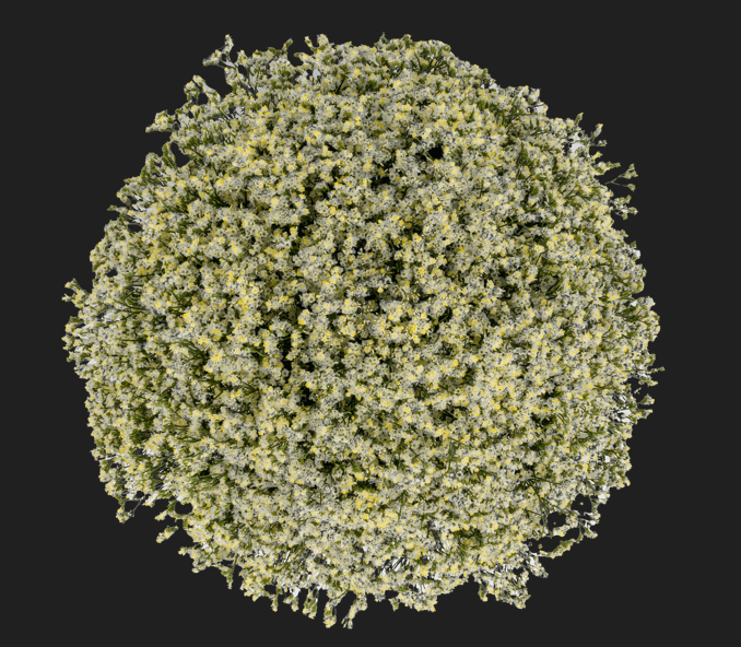 Limonium Eversnow White Select