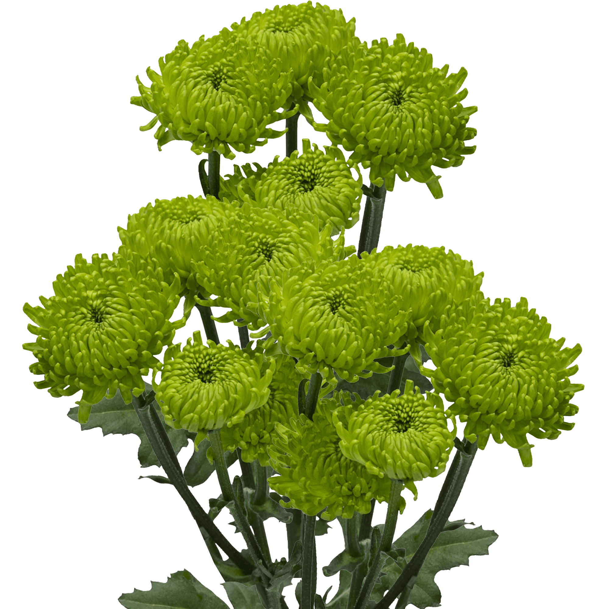 Pompon Novelty Alemani Green Select