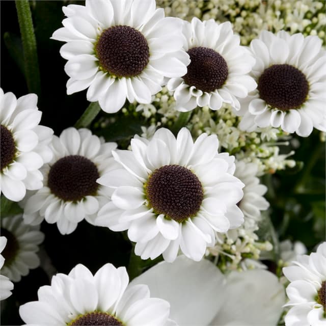 Pom Santini Ying Yang White