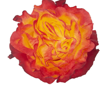 Garden Roses Sunset X-pression Bicolor/yellow & Red 60