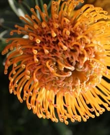 Pincushion Ayoba Peach Light Orange 50