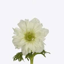 Anemone Full Star White 30