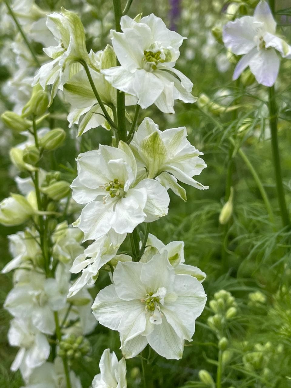 Larkspur White White King 80