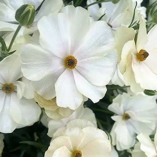 Ranunculus Cream White Butterfly Keramos 40