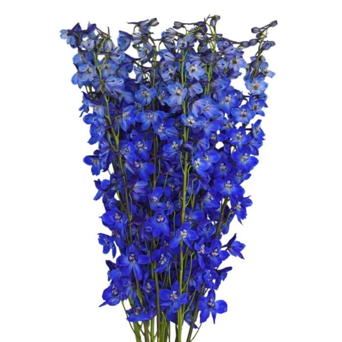 Delphinium Blue Sea Waltz 70