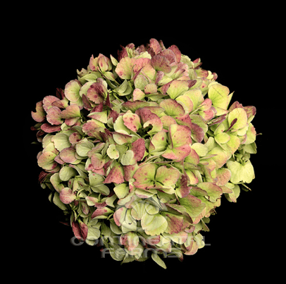 Hydrangea Antique Green Jumbo