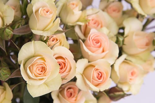 Sprayrose Peach Petite Chablis 50
