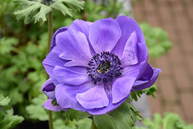 Anemone Violet Marianne Blue 40