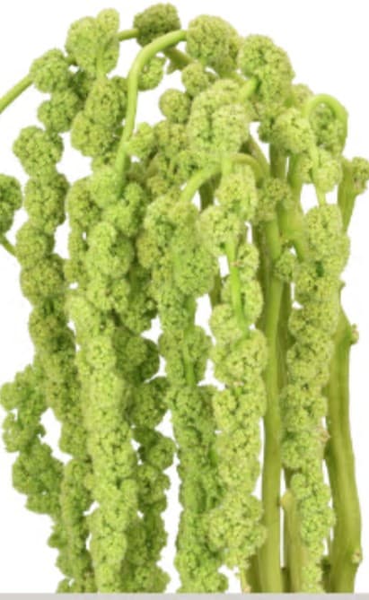 Tropical Amaranthus Hanging Green 80