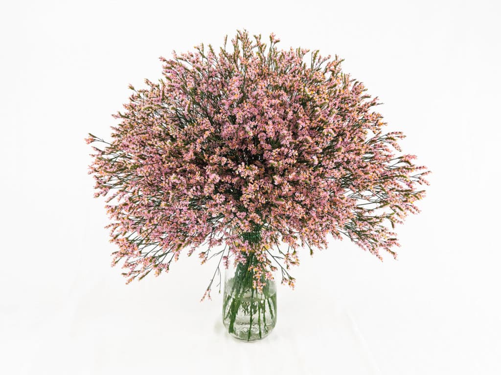 Limonium Sinensis Pink Select