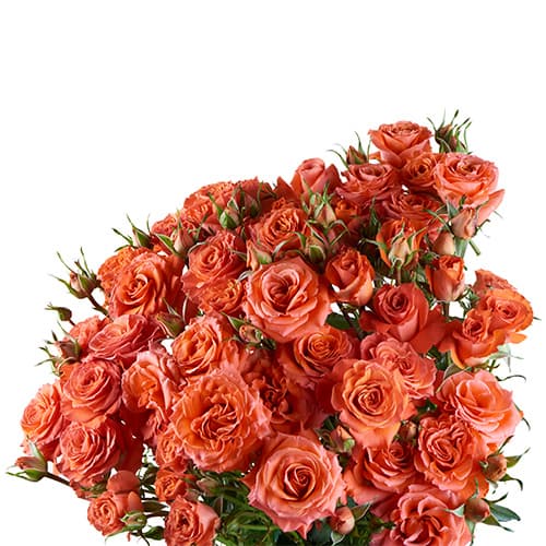 Sprayrose Coral Simba 50