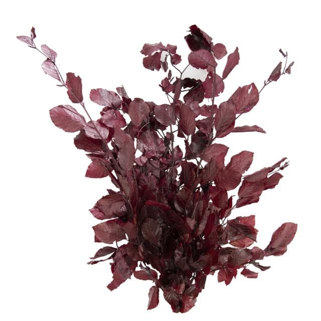 Preserved Copper Beech Burgundy 80cm 150 Gram