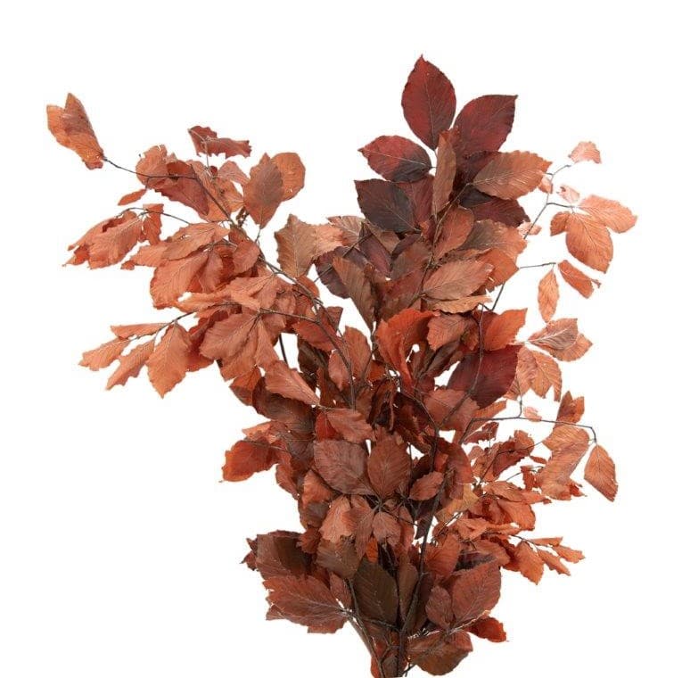 Preserved Copper Beech Red 80cm 150 Gram