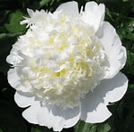 Peony Bridal Shower White 50