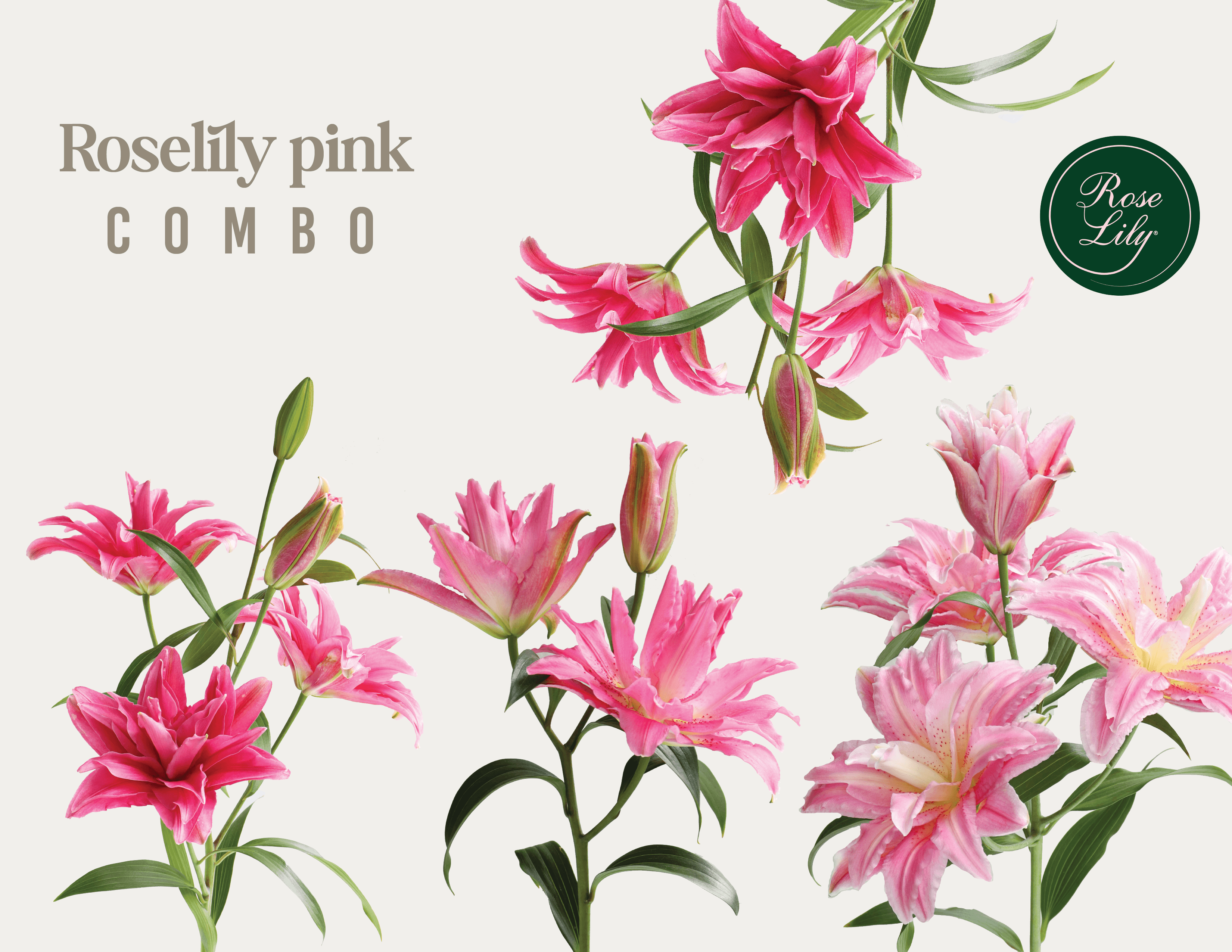 Lilies Pink Rose Lily Mixed 2-3 Blooms