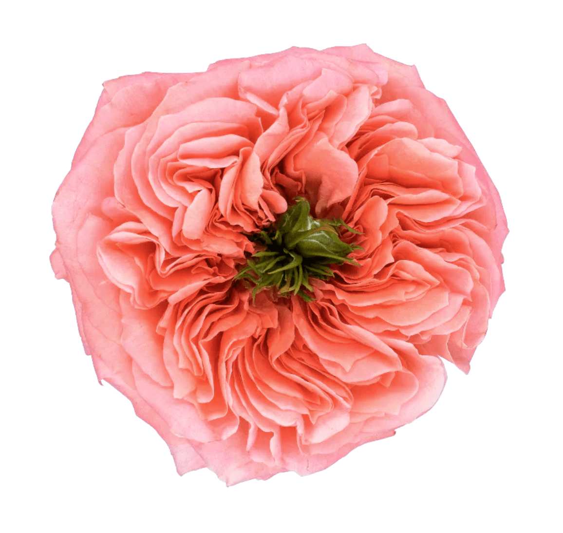 Garden Roses Mandarin X-pression Pink 60