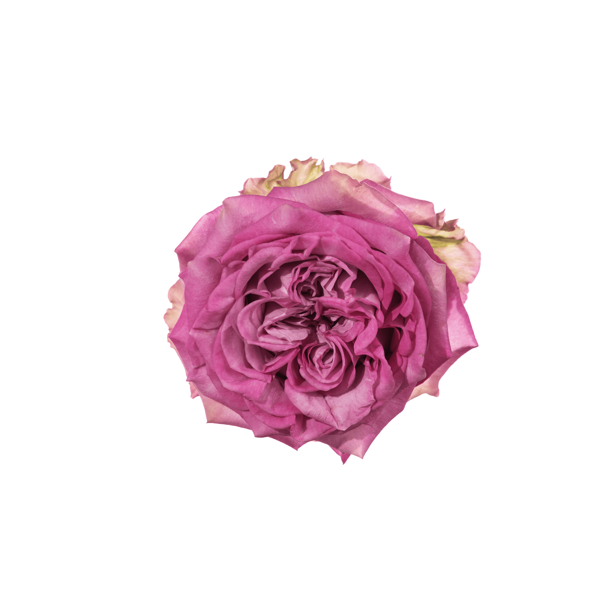 Garden Roses Queen's Crown Lavender 60