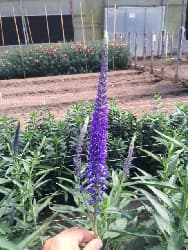 Veronica Skyler Blue Blue 70