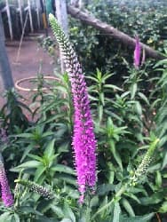 Veronica Skyler Pink Pink 70