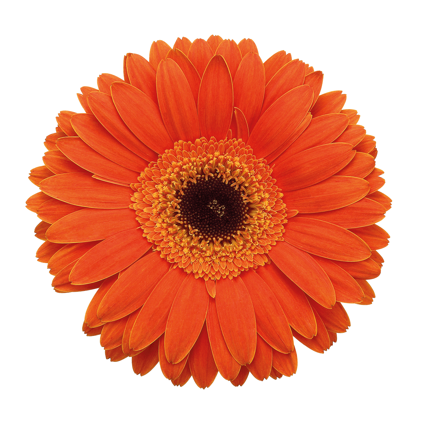 Gerbera Dune Orange Select