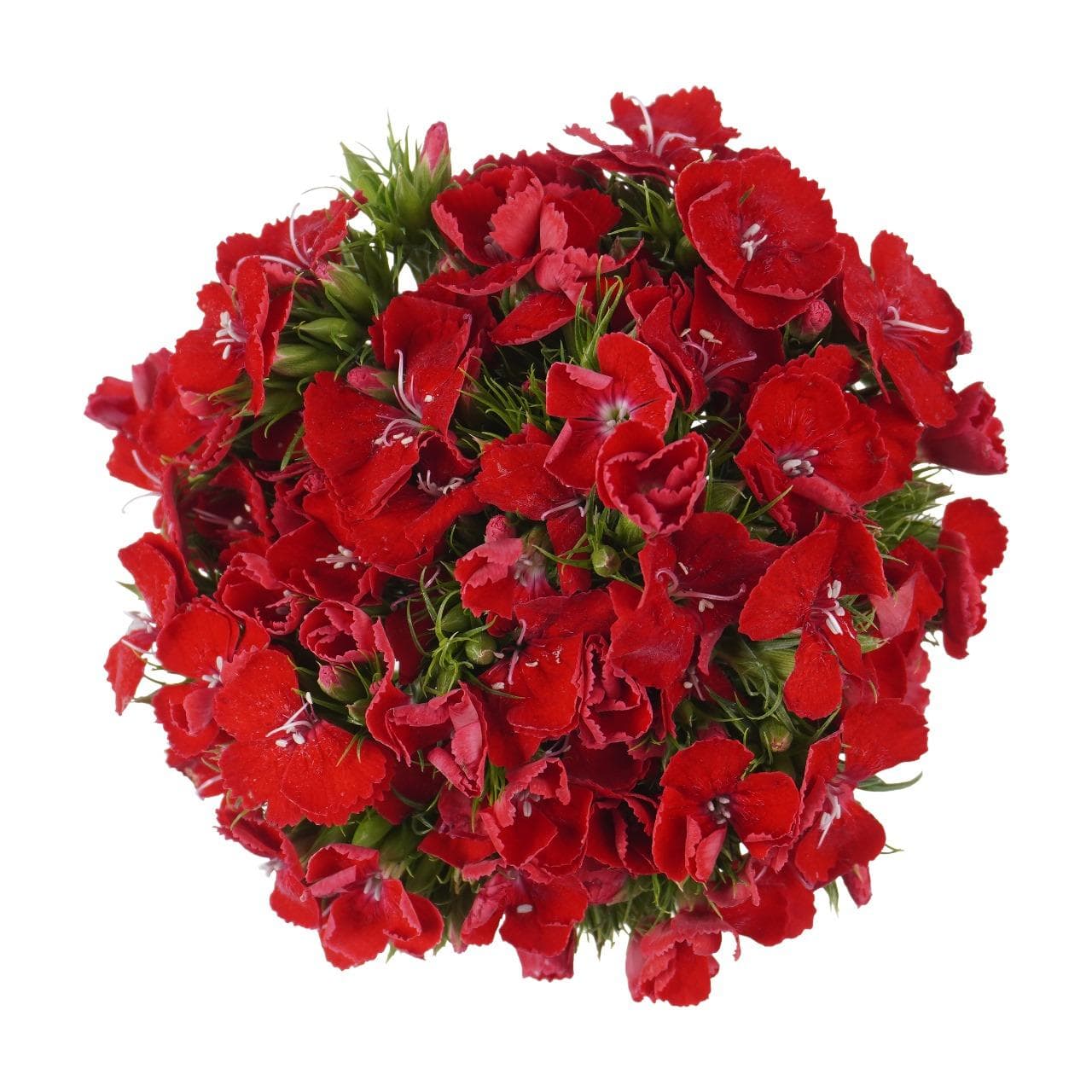 Dianthus Burgundy Breanthus Amras Dark Red Select