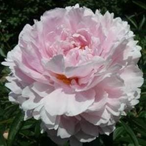 Peony Gardenia Light Pink 50