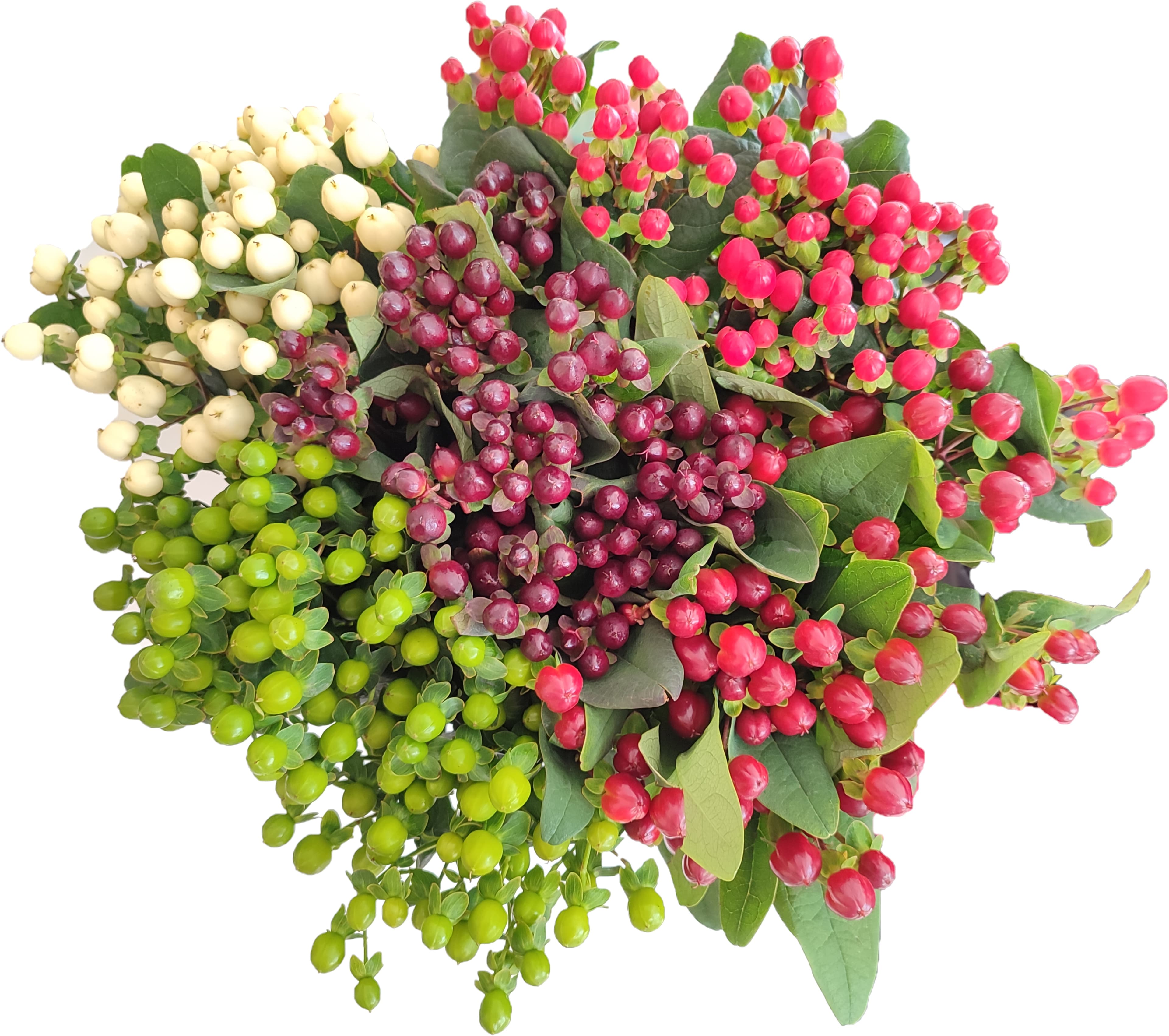 Hypericum Xmas Pack 60