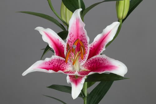 Lilies Pink Oriental Starfighter 3-5 Blooms