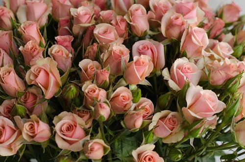Sprayrose Pink Ilse 50
