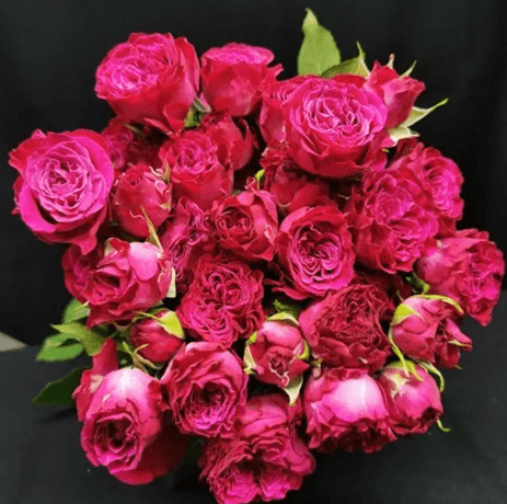 Sprays Cherry Blossom Ecu Hot Pink 40cm