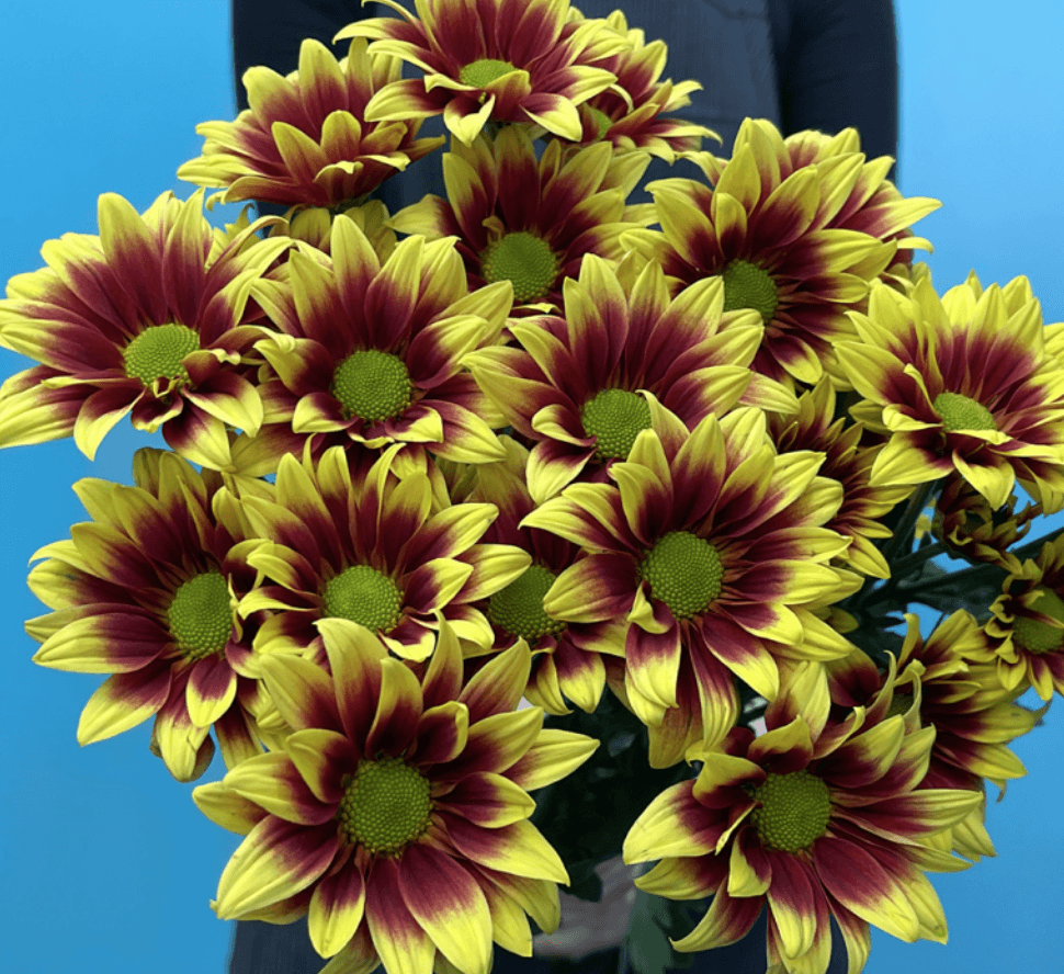 Pom Daisy Resplandor Bi-color Bronze/yell
