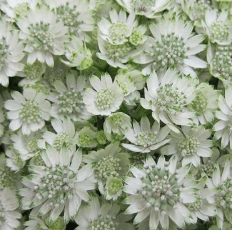 Specialty Spx Astrantia White 50cm
