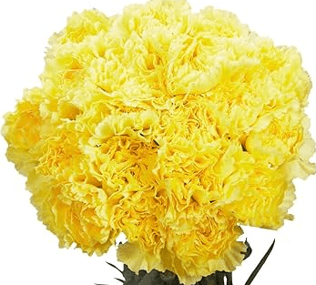 Carns Golden Gate Yellow Select