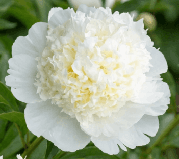 Peony Bridal Shower White 50cm