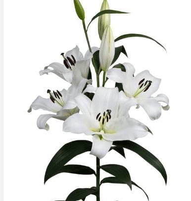 Lily Oriental Saronno White 3/4