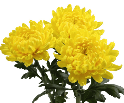 Mums Cremon Cadiz Yellow