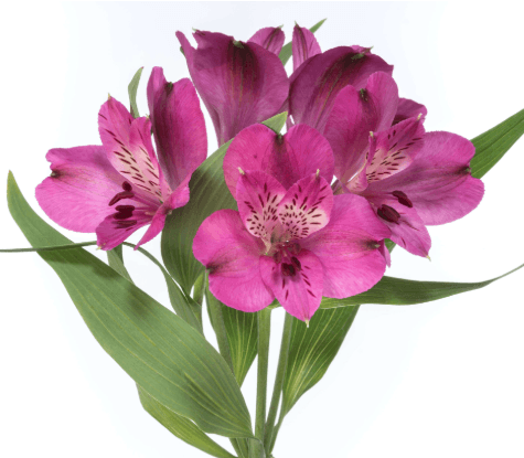 Alstro Purple Helena Super S.