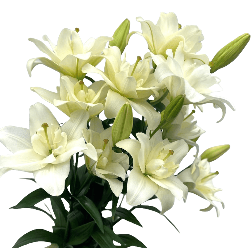 Lily White Double Asiatic Belvedere 3/4